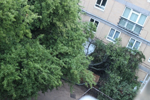Fallen Tree 06-06-2011