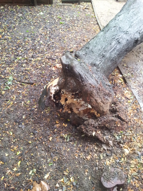 Fallen Tree 06-06-2011