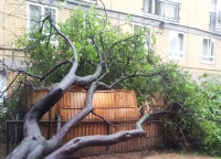 Fallen Tree 06-06-2011